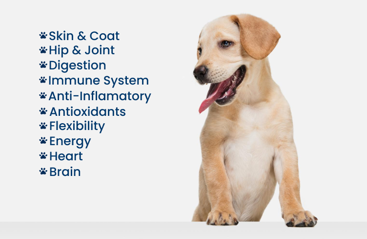 golden_view_medica_lfm